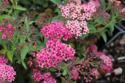 Spiraea japonica Neon Flash Zwergspiere Neon Flash, Japanischer Spierstrauch