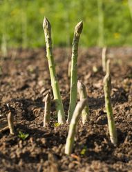 Spargel Anbau, Standort und Ernte Lubera