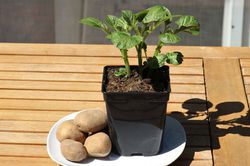 Gemüsepflanzen kaufen Kartoffeln und Kartoffelpflanze Lubera