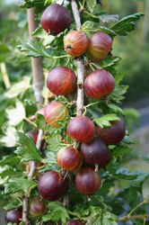 Stachelbeere Crispa Espera Lubera