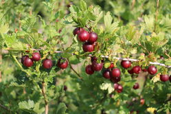 Rote Stachelbeeren kaufen Lubera Ribes uva-crispa