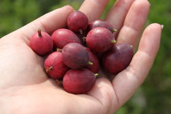 Rote Stachelbeeren kaufen Ribes uva-crispa Lubera