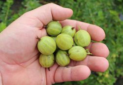 Grne Stachelbeeren kaufen Lubera Pflanzenshop