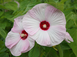 Buy hardy hibiscus at Lubera