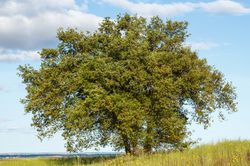 >Steineiche (Quercus ilex) – Samen, Standort, Winterhart