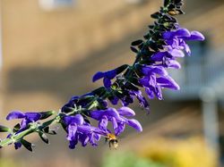 Salbeisorten Südamerikasalbei Salvia guaranitica fliegende Biene Lubera
