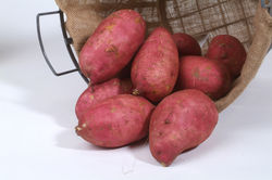 Ssskartoffel anbauen Murasaki Ssskartoffeln pflanzen