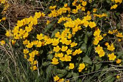 Sumpfdotterblume