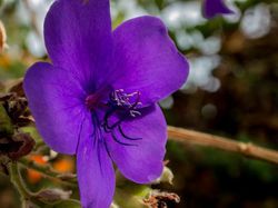 Tibouchina überwintern - Tipps