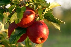 Süsse Apfelsorten Titelbild pixabay