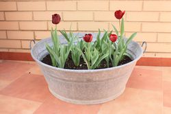 Tulpen im Topf; Was ist zu beachten, wenn man Tulpenzwiebeln im Topf pflanzt?