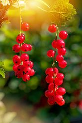 Johannisbeeren Erntezeit Lubera