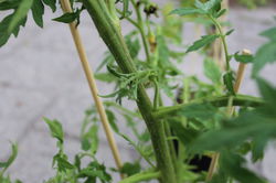 Tomaten ausgeizen - wie geht das? Muss man alle Tomaten ausgeizen?