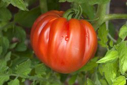 Reife Fleischtomaten, Ochsenherztomate am Strauch, Tomatenpflanze, Coeur de boeuf Tomate