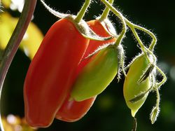 Tomatensamen kaufen - Lubera Online Shop