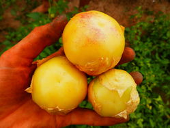 Tomatillo Samen Aurora Tomatillo auf Hand