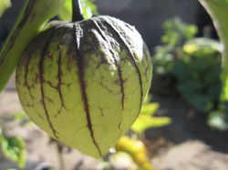 Tomatillo-Pflanze bei Lubera kaufen