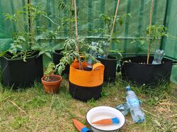 >Mein erster Garten. Der Garten im Juni