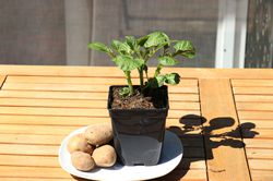 Kartoffelpflanze Vitabella Lubera