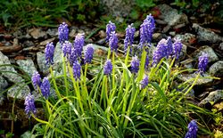 Traubenhyazinthen kaufen (Muscari) Lubera