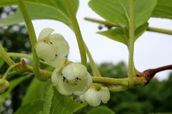 Traubenkiwi Vitikiwi® weiße Blüten Kiwi selbstfruchtend Lubera