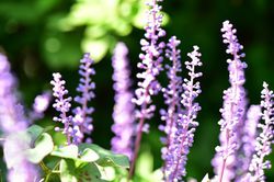 Traubenlilie, Lilientraube (Liriope muscari)