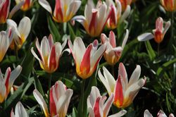 Wildtulpen kaufen Zwiebelblumen Lubera