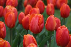 Triumph Tulpen Prins Willem Alexander Lubera Frhlingszwiebeln