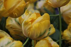 Papageien Tulpen kaufen Lubera