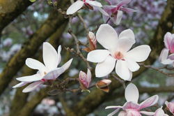 Tulpenförmige Blüten der Magnolia kaufen