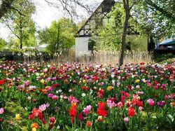 Tulpenzwiebeln kaufen Frühlingsblumen Lubera