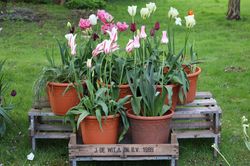 Blumenzwiebeln, Blumenzwiebel-Lasagne, Blumenzwiebeln im Topf, Tulpen 