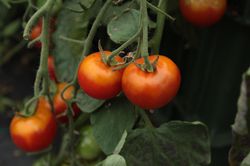 Hngetomaten Tumbling Bella (Solanum lycopersicum)