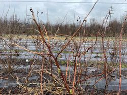 Himbeersorte, Himbeertypen, Himbeeren schneiden, Rubus idaeus, Lubera