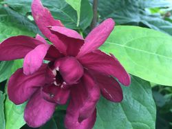 Gewrzstrauch kaufen, Nelkenpfeffer (Calycanthus)