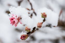 >Winterhrtezonen – was ist das?