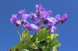 Viola odorata viele duftende Blumen