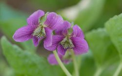 Veilchen Viola sororia Rubra Lubera