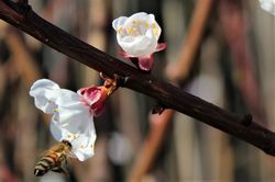 Bienen bei Blüte