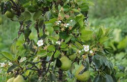 vorzeitige Blüten von Obstbäumen und Beeerensträuchern Lubera