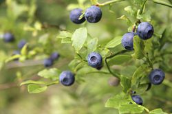 Waldheidelbeeren kaufen Sylvana