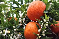 Buy citrus trees Lubera