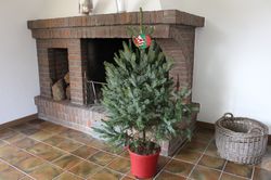 Weihnachtsbaum im Topf