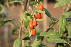 Goji Beeren, Lubera