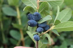 Wie schmecken denn eigentlich die Erstbeeren? Lubera