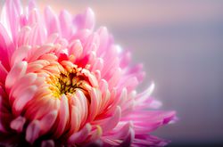 Chrysanthemen pixabay