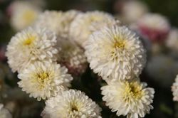 Winteraster Chrysanthemum Lubera