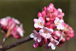 Viburnum x bodnantense Dawn-weissrosa Winterblüher