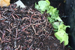 Wunderkiste voller Kompostwürmer