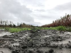 Bodenmüdigkeit  Züchtung Versuchsanlage Züchtungsanlage Lubera